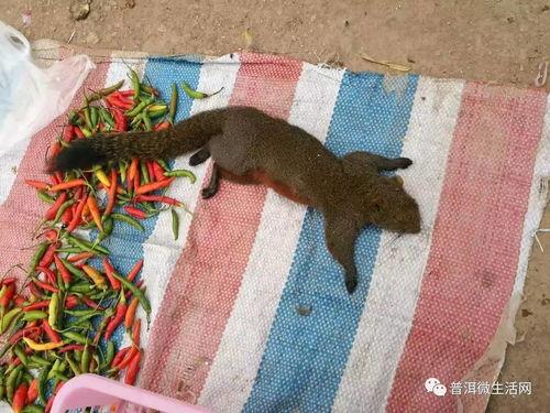 公猴吃瓜的视频,趣味横生的自然奇观