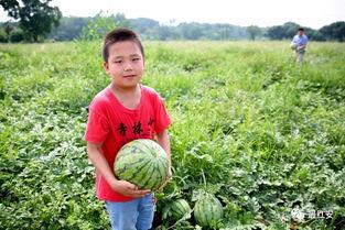 红安县吃瓜,探寻红安特色美食之旅