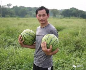 红安县吃瓜,探寻红安特色美食之旅