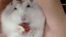 孕妇可以吃鼠瓜,鼠瓜的营养价值与食用指南