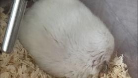 孕妇可以吃鼠瓜,鼠瓜的营养价值与食用指南