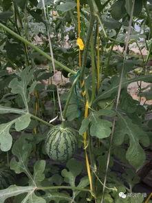 瓜田荡漾吃瓜,尽享夏日清凉美食之旅