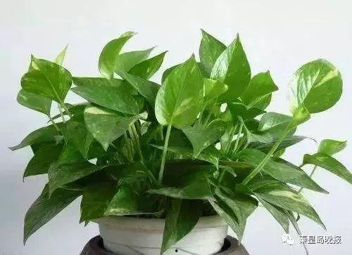 众主播吃瓜树叶