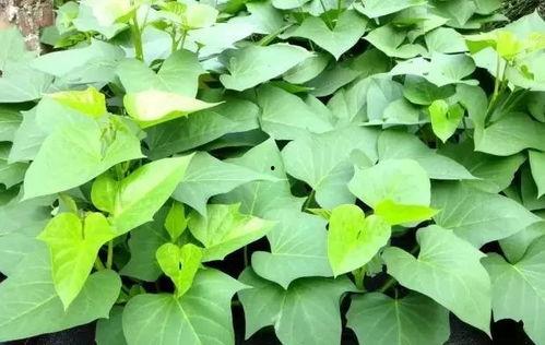 众主播吃瓜树叶