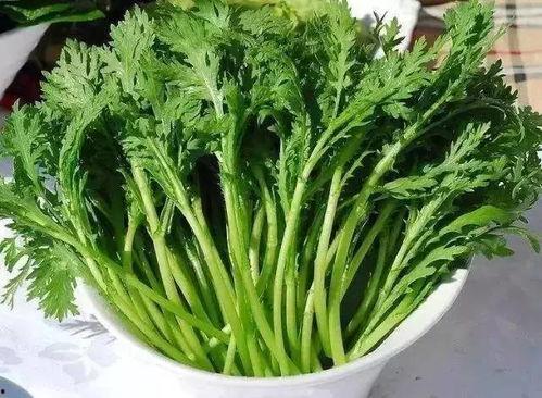 众主播吃瓜树叶