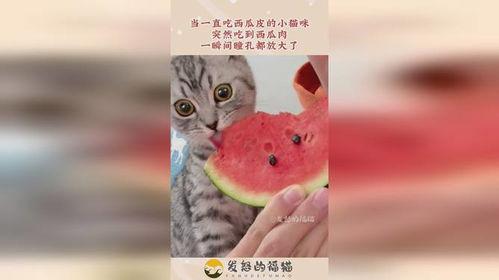 小猫到底吃不吃瓜呢,揭秘它是否真的爱吃瓜