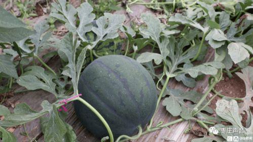 吃瓜抢先看,揭秘娱乐圈最新热点事件