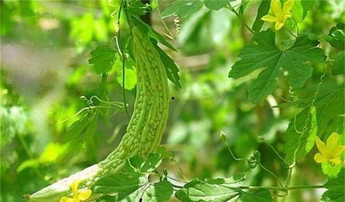 夏吃叶还是夏吃瓜读音,叶香瓜甜，夏吃叶还是夏吃瓜？