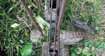 栅栏瓜怎么吃,从挑选到美味呈现