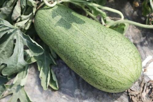 新疆吃的瓜季节,四季瓜果盛宴掠影