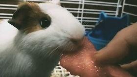 猪猪吃的什么瓜,探寻猪猪钟爱的瓜类美食