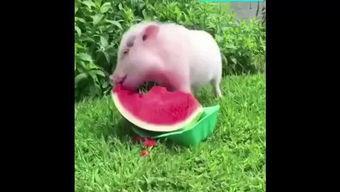 猪猪吃的什么瓜,探寻猪猪钟爱的瓜类美食