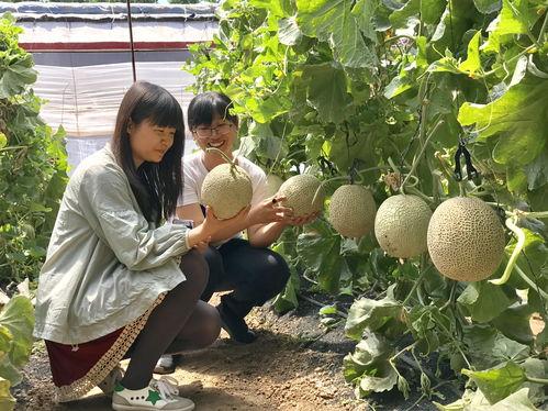 600分 吃瓜,揭秘娱乐圈的甜蜜与苦涩