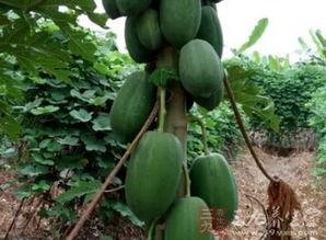 野生奶瓜怎么吃,野生奶瓜的多样食法探索