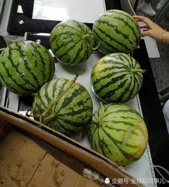 高中学校吃瓜,揭秘高中校园里的那些事儿