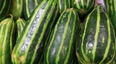 带你吃瓜冬瓜西瓜,带你领略冬瓜与西瓜的独特魅力