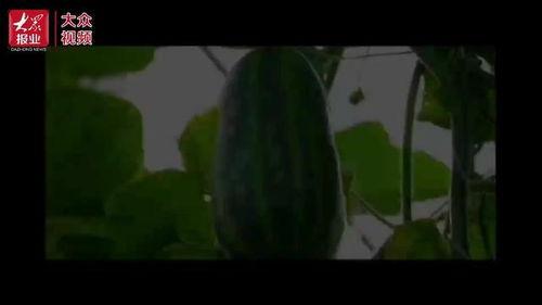 群众来看吃瓜视频图片,跟随图片走进吃瓜视频世界