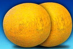 黄蛋子瓜咋吃,黄蛋子瓜的独特食用方法揭秘