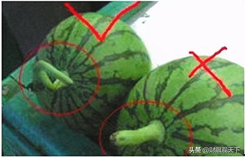 黄蛋子瓜咋吃,黄蛋子瓜的独特食用方法揭秘