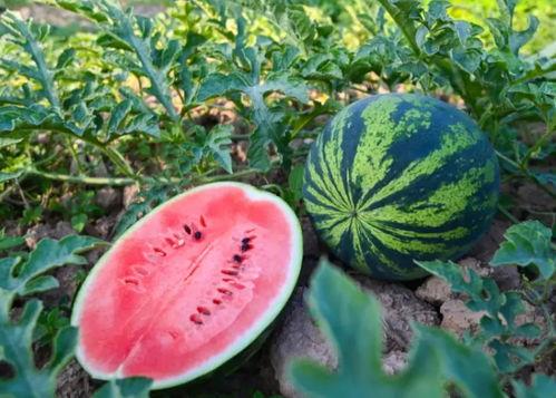 白佛吃瓜,揭秘娱乐圈幕后风云