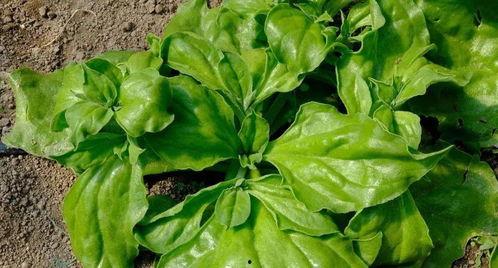 大粉吃瓜bkpp,揭秘娱乐圈背后的秘密与真相