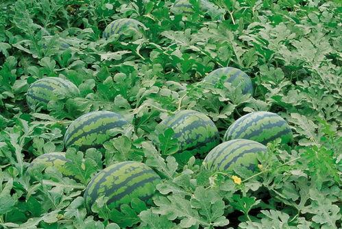 吃瓜群众盆栽罐头,揭秘绿色生活新潮流