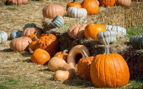 吃瓜群众盆栽罐头,揭秘绿色生活新潮流