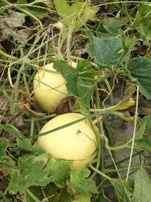 吃瓜吗现摘的,尽享夏日清凉时光