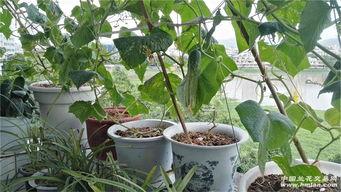 世兰吃瓜,揭秘娱乐圈背后的那些事儿