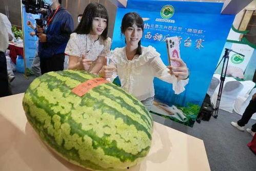 吃瓜打擂台,谁才是真正的“打擂台”高手？