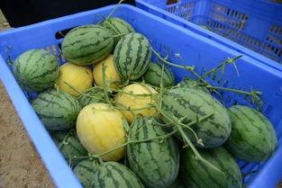 各种爆料吃瓜群,吃瓜群爆料背后的真相与内幕