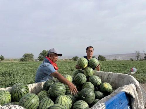 全国吃瓜总冠军,谁是真正的“吃瓜总冠军”？