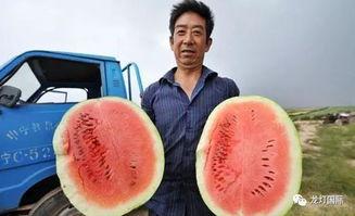 全国吃瓜总冠军,谁是真正的“吃瓜总冠军”？