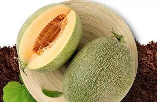 西洲吃瓜,探寻瓜果文化的魅力之旅