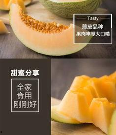 西洲吃瓜,探寻瓜果文化的魅力之旅