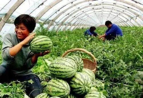 吃瓜的深度,吃瓜群众的秘密世界