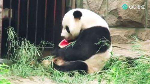 吃瓜群众有点胖,胖瘦之间，探寻生活趣味