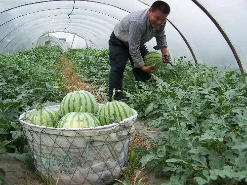 沙瓜和脆瓜怎么分开吃的,如何巧妙区分与品尝