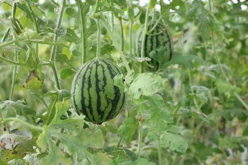 沙瓜和脆瓜怎么分开吃的,如何巧妙区分与品尝