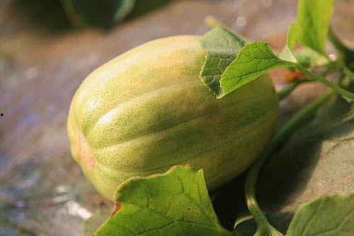 甜瓜蜜瓜怎么吃,解锁夏日清凉新体验