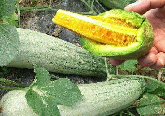 甜瓜蜜瓜怎么吃,解锁夏日清凉新体验