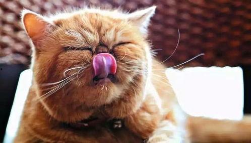 猫老爷吃瓜,揭秘娱乐圈那些事儿