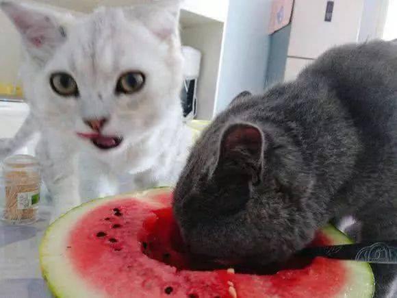 猫老爷吃瓜,揭秘娱乐圈那些事儿