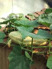 有叶子可以吃的瓜,盘点那些可食叶子的美味瓜类