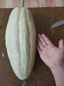 有叶子可以吃的瓜,盘点那些可食叶子的美味瓜类