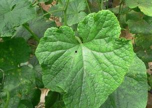 有叶子可以吃的瓜,盘点那些可食叶子的美味瓜类