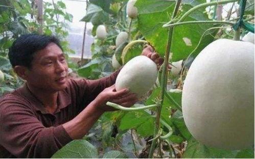 光遇大神吃瓜,揭秘游戏圈幕后风云