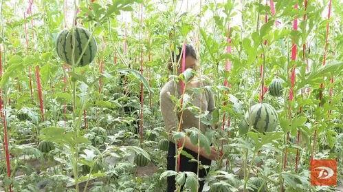 吃大棚的瓜,揭秘现代农业的甜蜜秘密