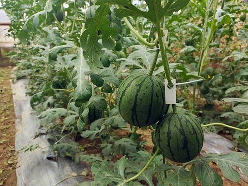 51吃瓜群众网站,揭秘娱乐圈最新热点事件