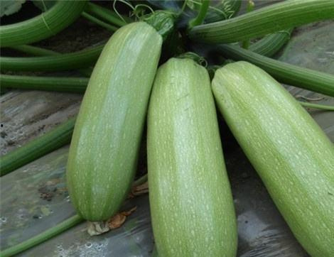 西贝瓜怎么吃,解锁美味新体验